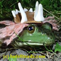 /home//u458753944/public_html/sourcegallery/////////Frogs/More bullfrogs/P7010221.JPG